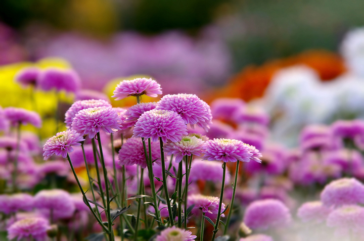 日本成功分离可燃冰 或化解能源危机|BJL平台集团(图1) BJL平台